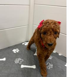 Red collar - Red  female Poodle puppy in San Benito, Texas from Irene's Poodles