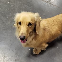 Carl - Dachshund