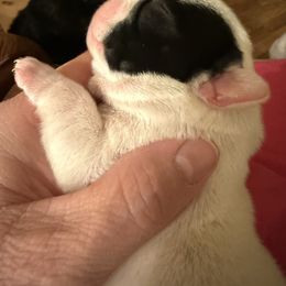 Epic - White and brindle male French Bulldog puppy in Billings, Montana from Sugarloaf French bulldogs and Australian cattle dogs