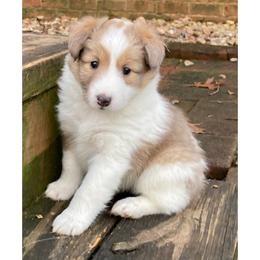 Shetland Sheepdogs from Ashton shelties