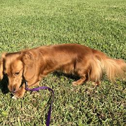 Peanut - Dachshund