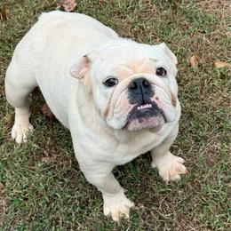 Jasmine - Bulldog
