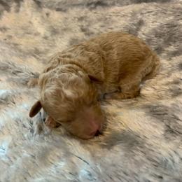 Nico - Apricot male Poodle puppy in Haddam, Kansas from Golden B Acres