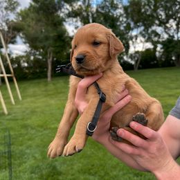 Girl 2 - female Golden Retriever puppy in Gillette, Wyoming from WyoGold Retrievers