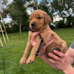 Girl 2 - female Golden Retriever puppy in Gillette, Wyoming from WyoGold Retrievers