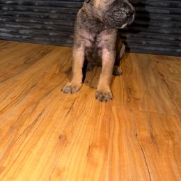 Orange girl - Fawn female Cane Corso puppy in Saluda, South Carolina from Brooks Imperial Corso