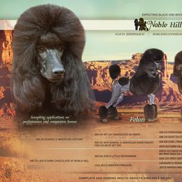 Poodle puppies from Noble Hill Standard Poodles