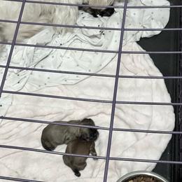 Boy 2 - Sable and white male Shih Tzu puppy in Kingsland, Georgia from Shih-Tzu Puppy Dynasty