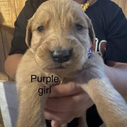 Purple girl - Golden female Golden Retriever puppy in Buchanan, Georgia from Morgan’s Heart of Gold Retrievers