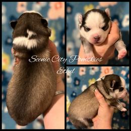 Ethel - Silver and white female Pomsky puppy in Rossville, Georgia from Scenic City Pomskies
