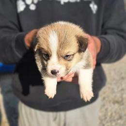 Boy 1 - Sable male Pembroke Welsh Corgi puppy in Odessa, Missouri from LOYAL T K9's CORGIS