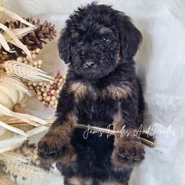 Prince - Phantom male Poodle puppy in Cleveland, Georgia from Jam's Doodles And Poodles