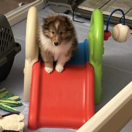 Stevie - Sable and white male Shetland Sheepdog puppy in San Antonio, Texas from Stone Oak Shelties