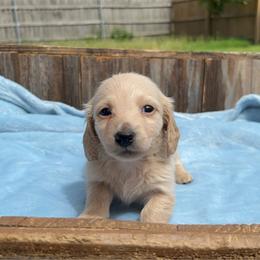 Alvin- AKC - Cream male Dachshund puppy in Gainesville, Texas from Diamond B Doxies