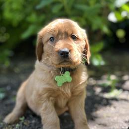 BRIGHT GREEN - Dark golden Golden Retriever puppy in Woodland Hills, California from Rowan Red Retrievers