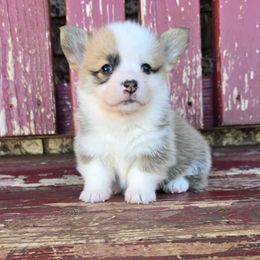 Marley - Red female Pembroke Welsh Corgi puppy in Anton, Texas from X Bar's Lil Legs of Texas