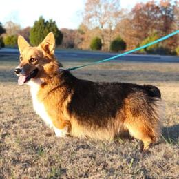 Dolly - Pembroke Welsh Corgi