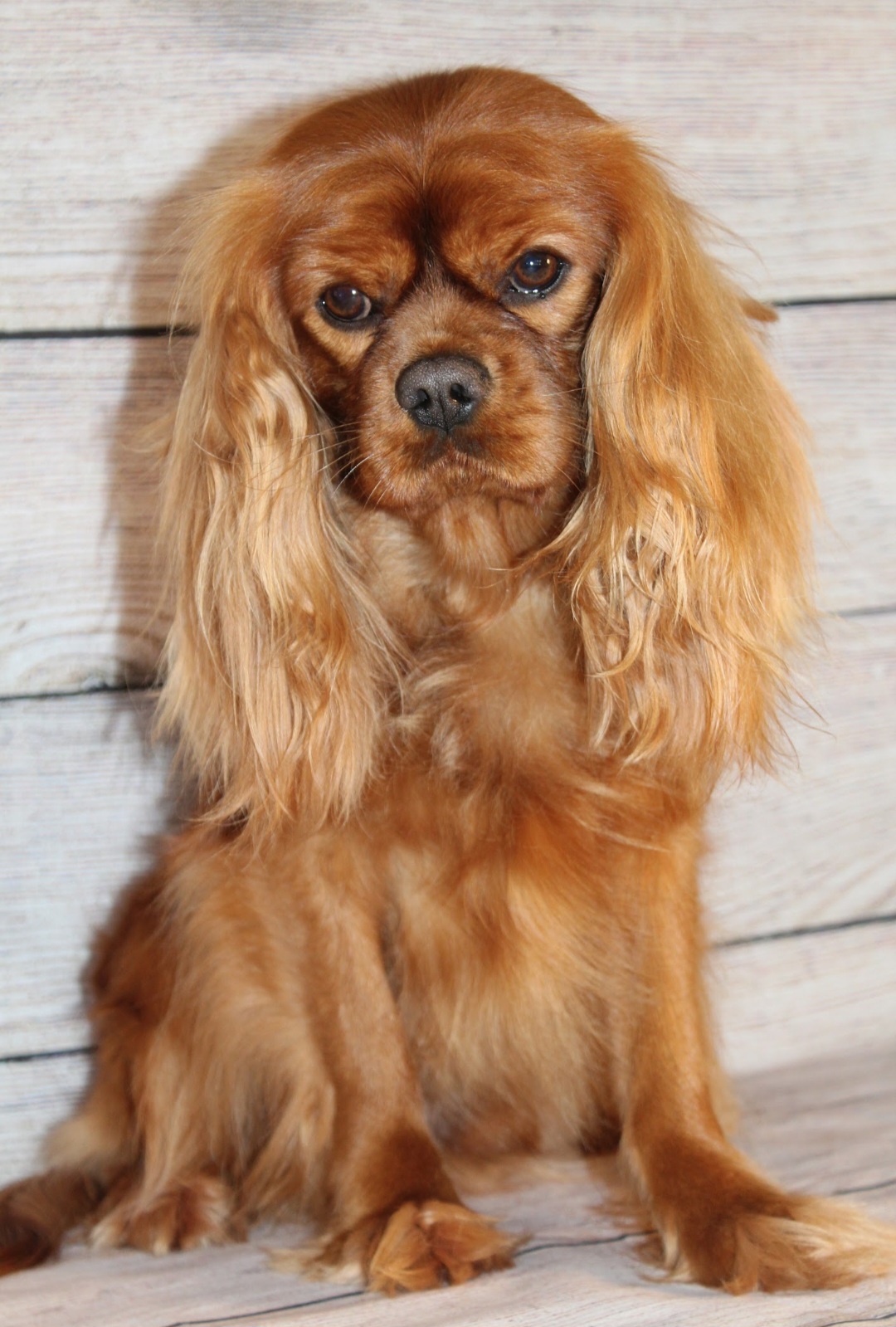 Benji - Cavalier King Charles Spaniel