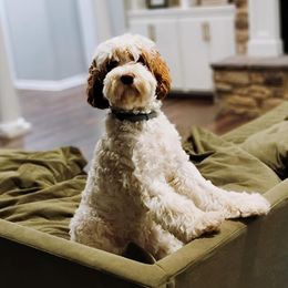 Dolly - Cockapoo