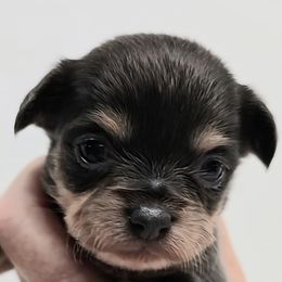 Liz - Blue and tan female Chihuahua puppy in Clinton, Missouri from RockyTop Hearts