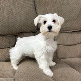Nova - White female Miniature Schnauzer puppy in Plaucheville, Louisiana from Honey Doux Southern Paws