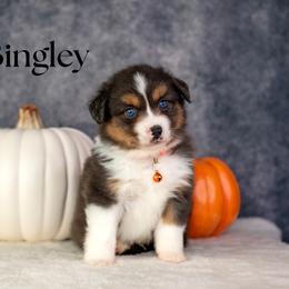 BINGLEY - RESERVED - Blue merle male Miniature American Shepherd puppy in Puyallup, Washington from TRAILS END Minis
