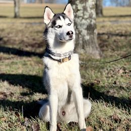 Shadow - Siberian Husky