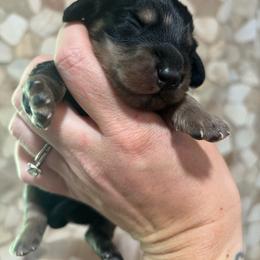 Moo-moo - Dapple male Dachshund puppy in White Cloud, Michigan from MI Dachshunds