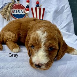 Gray - Red male Irish Doodle puppy in Bloomfield, Iowa from Schooley Doodles