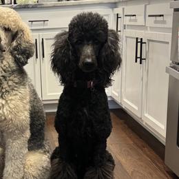 Poodles from Westborough Standard Poodles