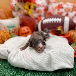 Star - Merle female Sheepadoodle puppy in Willacoochee, Georgia from Kitandkboodle's Doodles