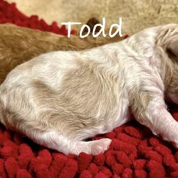 Todd - Parti male Poodle puppy in Ardmore, Oklahoma from Green Acres