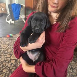 Girl 2 - Black female Labrador Retriever puppy in Isanti, Minnesota from Four Corners Family Labs