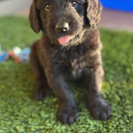 Assorted Doodle Crosses Puppies from Golden Mountain Doodles