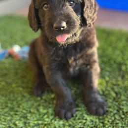 Assorted Doodle Crosses Puppies from Golden Mountain Doodles