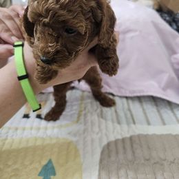 Girl 3 - Poodle puppy from Sondra's Miniature Poodles