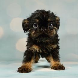 Yellow Collar Girl - Black and tan female Brussels Griffon puppy in Florida from Robin’s Griffons