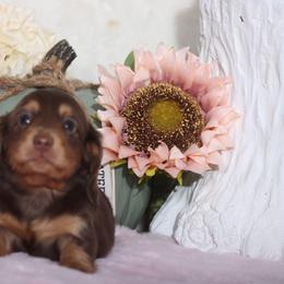 Dachshund Puppies from Walker's Minidachs