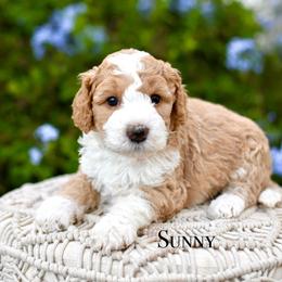 Sunny - Red female Bernedoodle puppy in Tucson, Arizona from Sun Valley Goldendoodles