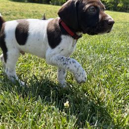German Shorthaired Pointer Puppies from Chris's GSPs