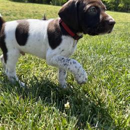 German Shorthaired Pointer Puppies from Chris's GSPs