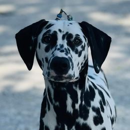 Sempi - Dalmatian
