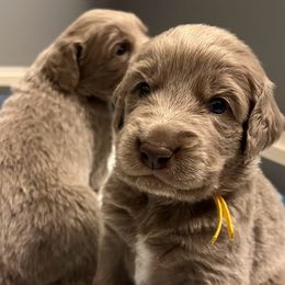 Long Haired Weimaraner puppies from Northern Bluegrass Weimaraners