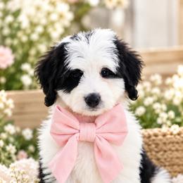 March - Black and white female Bernedoodle puppy in Diamond Bar, California from Furrytaildoodles