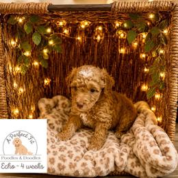 Echo - Apricot male Goldendoodle puppy in Lake Charles, Louisiana from Perfect Fit Poodles & Doodles