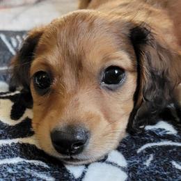Dancer. (Non Dapple) - Red male Dachshund puppy in Terlton, Oklahoma from CLARK'S BREEDING PROGRAM