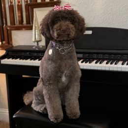 Female - Chocolate female Goldendoodle puppy in Elk Grove, California from Doodles by Faith