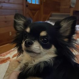 Penny - Chihuahua