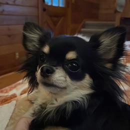 Penny - Chihuahua