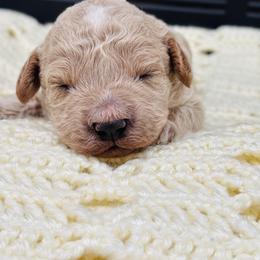 Stan - Cream male Cavapoo puppy in Piedmont, Oklahoma from Perdue Puppies